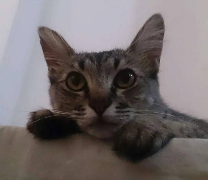 Gato raça Srd idade 1 ano nome Alba e Cacau