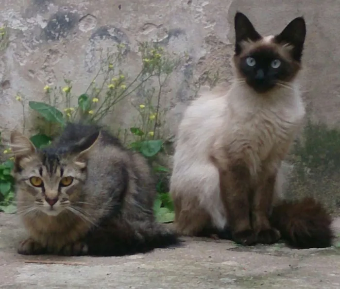 Gato raça Srd idade 1 ano nome Alba e Cacau