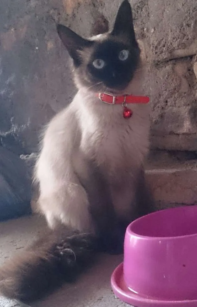 Gato raça Srd idade 1 ano nome Alba e Cacau