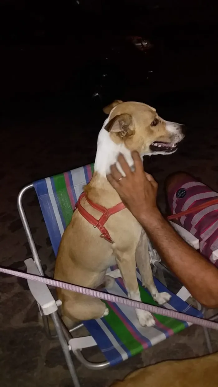 Cachorro ra a vira lata idade 3 anos nome Core