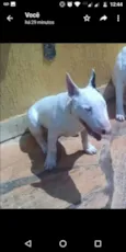 Pigguie