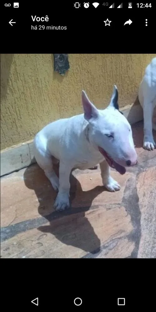 Cachorro ra a Bull terrier idade 2 anos nome Pigguie