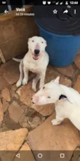 Pigguie