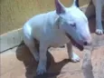 Pigguie