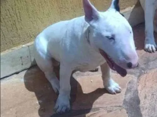 Cachorro ra a Bull terrier idade 2 anos nome Pigguie
