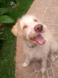Alemão