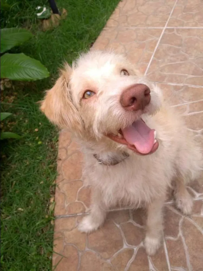 Cachorro raça Indefinido idade 1 ano nome Alemão
