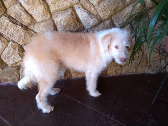 Cachorro raça Indefinido idade 1 ano nome Alemão