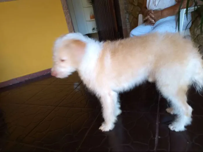 Cachorro raça Indefinido idade 1 ano nome Alemão