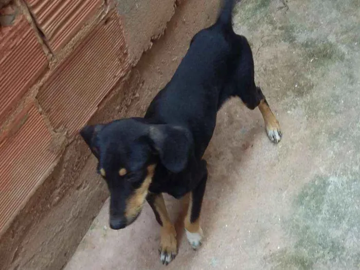 Cachorro ra a  idade 1 ano nome Tornado