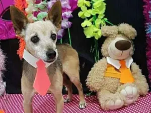 Cachorro raça Fox Paulistinha idade 6 ou mais anos nome Bibito