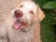 Alemão
