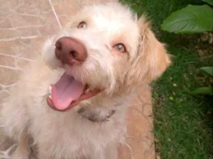 Cachorro raça Indefinido idade 1 ano nome Alemão