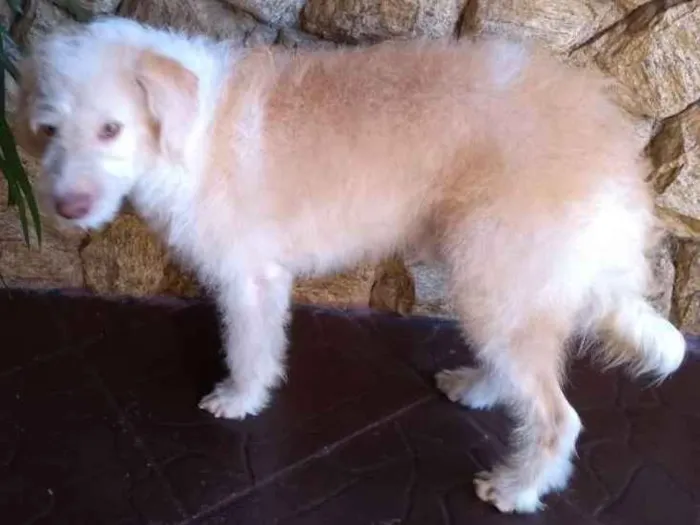 Cachorro raça Indefinido idade 1 ano nome Alemão
