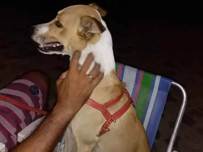 Cachorro ra a vira lata idade 3 anos nome Core