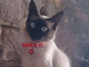 Gato raça Srd idade 1 ano nome Alba e Cacau