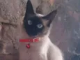Gato raça Srd idade 1 ano nome Alba e Cacau