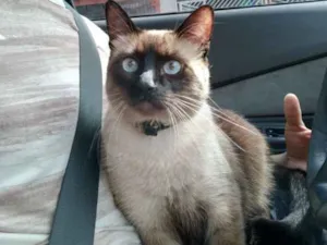 Gato raça Siamês idade 3 anos nome Fumaça