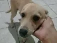 Rafael