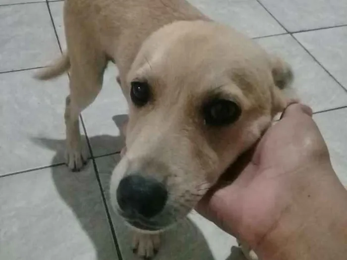 Cachorro ra a Viralata idade 7 a 11 meses nome Rafael