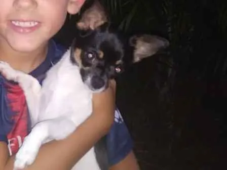 Cachorro ra a Chihuahua idade 7 a 11 meses nome Jorginho
