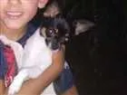 Cachorro raça Chihuahua idade 7 a 11 meses nome Jorginho