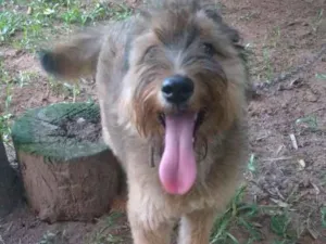 Cachorro raça Srd idade 1 ano nome Susy