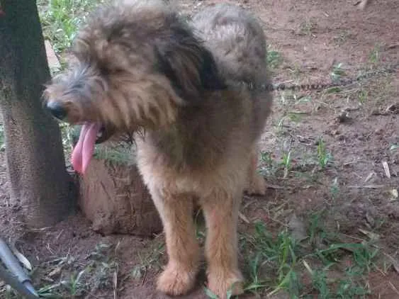 Cachorro raça Srd idade 1 ano nome Susy