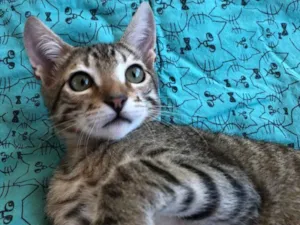 Gato raça SRD idade 2 a 6 meses nome DAMASCO