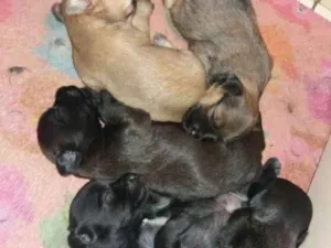Cachorro raça Mãe shitzu  idade Abaixo de 2 meses nome  Mel  Bob Thor Luke 