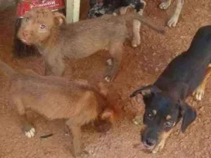 Cachorro raça Srd idade 2 a 6 meses nome Sem nome