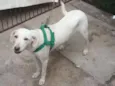 Fiona (FIFI)