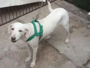 Cachorro raça SRD idade 1 ano nome Fiona (FIFI)