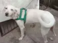 Fiona (FIFI)
