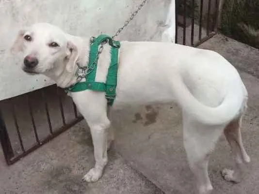 Cachorro raça SRD idade 1 ano nome Fiona (FIFI)