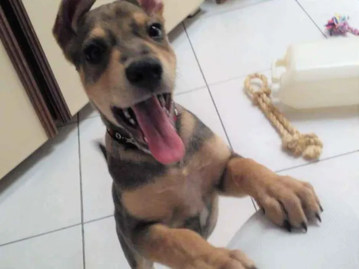 Cachorro ra a SRD idade 2 a 6 meses nome Juno