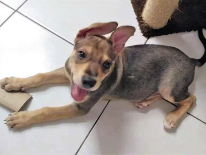Cachorro ra a SRD idade 2 a 6 meses nome Juno