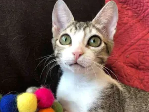 Gato raça SRD idade 2 a 6 meses nome TÂMARA