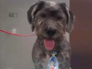 Cachorro raça SRD  idade 2 a 6 meses nome Não sei
