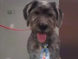 Cachorro raça SRD  idade 2 a 6 meses nome Não sei