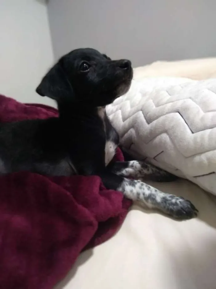 Cachorro ra a  idade Abaixo de 2 meses nome Sem nome