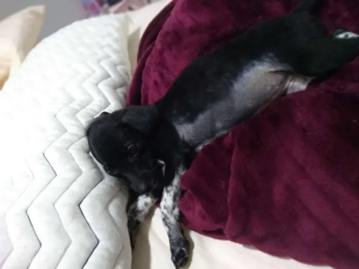 Cachorro ra a  idade Abaixo de 2 meses nome Sem nome