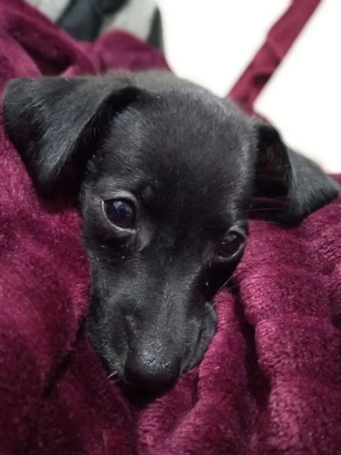 Cachorro ra a  idade Abaixo de 2 meses nome Sem nome