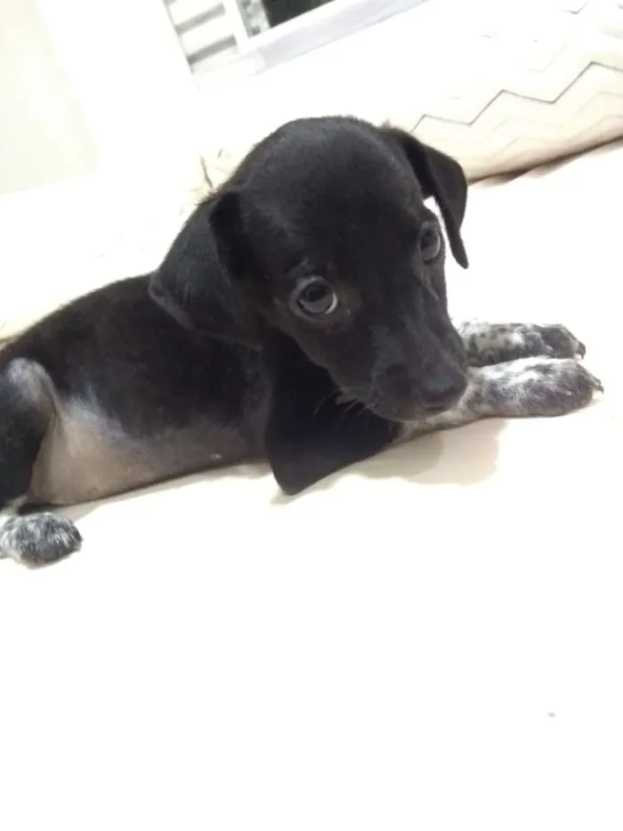 Cachorro ra a  idade Abaixo de 2 meses nome Sem nome