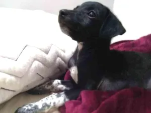 Cachorro raça  idade Abaixo de 2 meses nome Sem nome