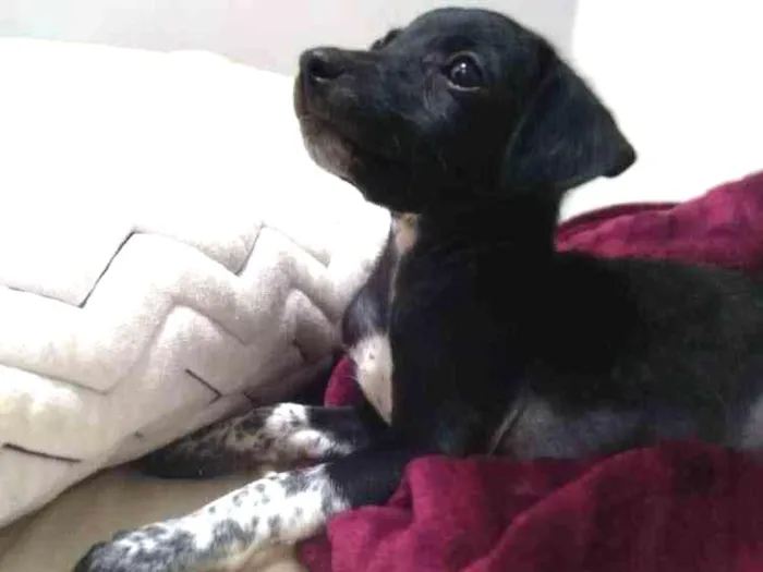 Cachorro ra a  idade Abaixo de 2 meses nome Sem nome