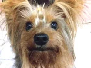 Cachorro raça Yorkshayde idade 4 anos nome Thor