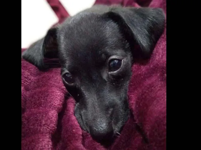 Cachorro ra a  idade Abaixo de 2 meses nome Sem nome