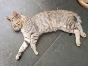 Gato raça  idade 2 a 6 meses nome FEMEA RAJADA