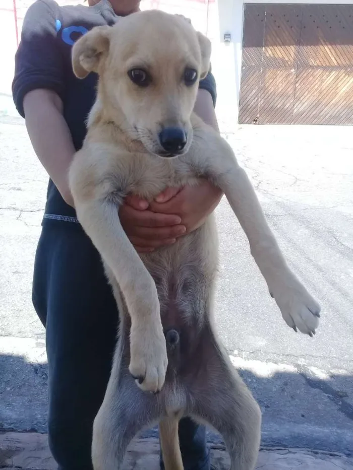Cachorro ra a Viralata idade 7 a 11 meses nome Rafael